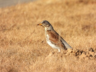 The fieldfare (Turdus pilaris) is a member of the thrush family Turdidae. It breeds in woodland and scrub in northern Europe and across the Palearctic. Pale spring grass.