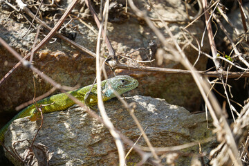 Smaragdeidechse