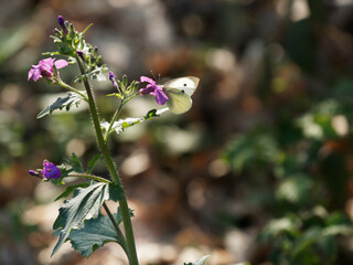 detail of cabbage butterfly