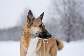 portrait of a red dog in the middle of a winter forest and white snow
