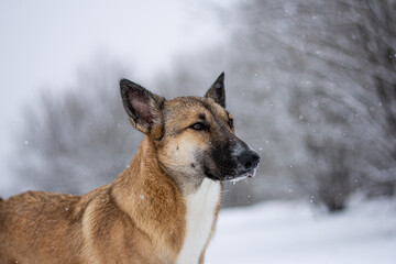 portrait of a red dog in the middle of a winter forest and white snow