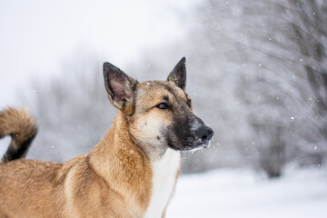 portrait of a red dog in the middle of a winter forest and white snow