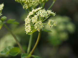Norwegian angelica, Angelica archangelica, biennial plant from the family Apiaceae, a subspecies of which is cultivated for its sweetly scented edible stems and roots