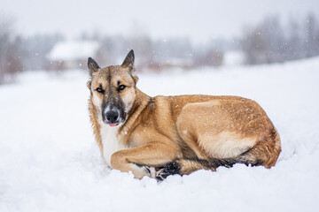 a red-haired dog lies in the snow in the middle of the forest and snow with his back to the photographer. Frozen dog in the snow