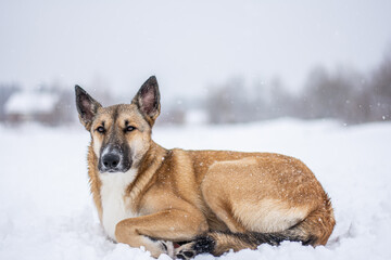 a red-haired dog lies in the snow in the middle of the forest and snow with his back to the photographer. Frozen dog in the snow