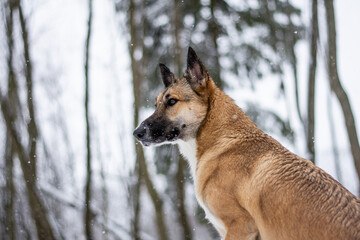 portrait of a red dog in the middle of a winter forest and white snow