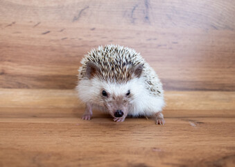 hedgehog on a wooden surface. African dwarf hedgehog