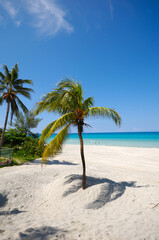 Fototapeta na wymiar Palms on beach Varadero Cuba
