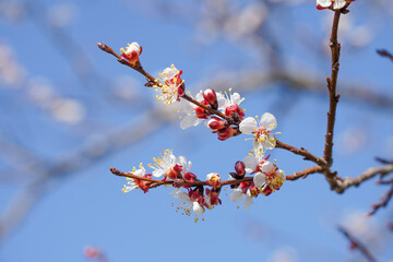 Marillenblüten