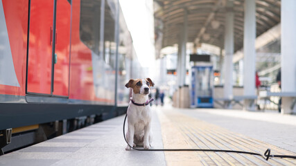 Jack Russell Terrier dog sits alone at the train station outdoors.
