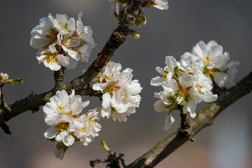 Obraz premium Marillenblüten