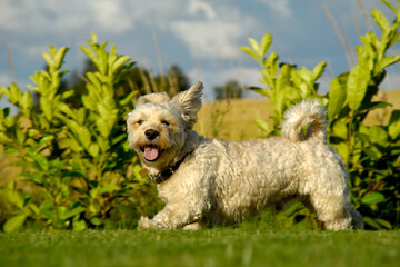 A Bichon Havanais running in the sun