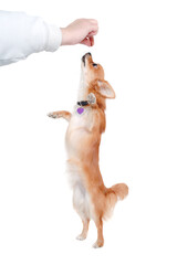 chihuahua dog is begging for food on a white background