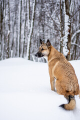 a red-haired dog is sitting in the snow in the middle of the forest and snow with his back to the photographer. the dog is waiting