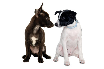 Happy Rat terrier puppy dog and chihuahua dog sitting on a white background - 495230581