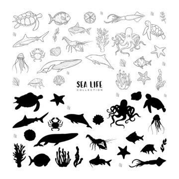 Big vector set of sea animals and plants with sea shells and starfishes. Black outlines and black silhouette isolated on white background. Marine life collection.