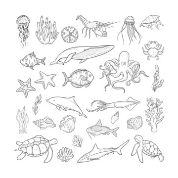 Big vector set of sea animals and plants with sea shells and starfishes. Black outlines isolated on white background. Marine life collection.