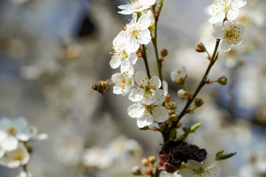 Marillenbl&uuml;ten