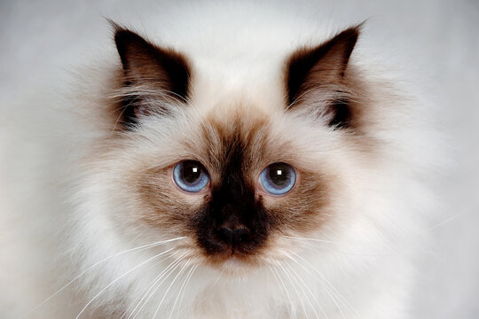 Face of a sad Holy Birman cat