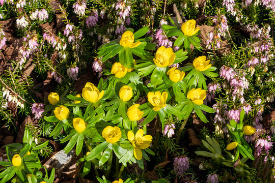 Eranthis hyemalis a late winter spring flowering plant with a yellow wintertime flower commonly known as winter aconite, stock photo image