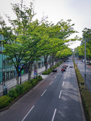 Fototapeta premium 原宿表参道 新緑のケヤキ並木（東京都谷区）