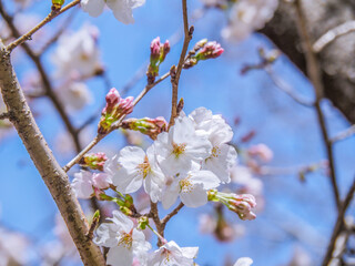 ソメイヨシノの咲く春の青空　