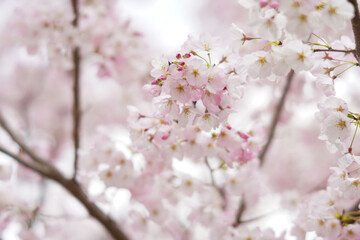 ソフトフォーカスな桜