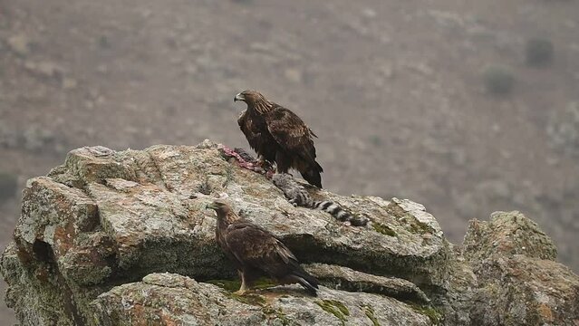 Aguila real en las rocas de la sierra abulense. España