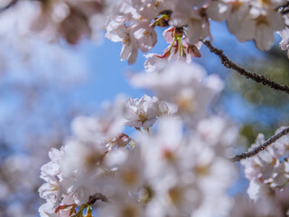 ソメイヨシノの咲く春の青空