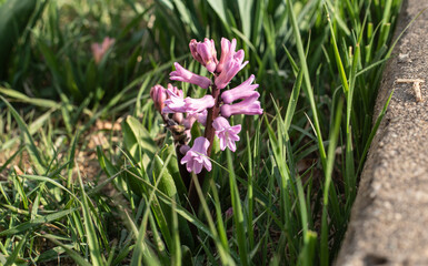 the bell shaped flowers of a hyacinth