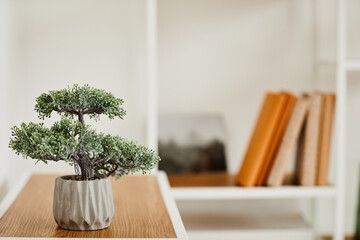 Minimal background of small bonsai tree in clean home interior, wabi sabi concept, copy space - obrazy, fototapety, plakaty