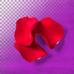 Red rose petal isolated