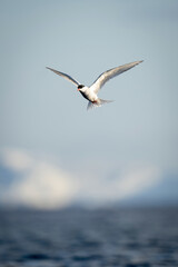 Antarctic tern flies over water in sunshine