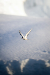 Antarctic tern flies past bank of snow