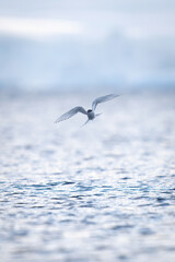 Antarctic tern flies over sea towards camera