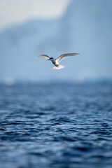 Antarctic tern flying over sea near mountains