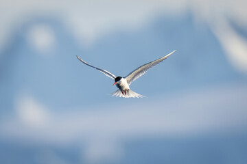 Antarctic tern flies with iceberg in background
