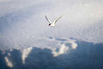 Antarctic tern flying over bank of snow