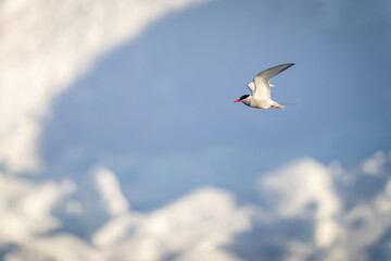 Antarctic tern flies past pile of snow