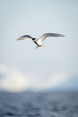 Antarctic tern hovers over sea in sunshine