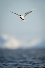 Antarctic tern hovering over ocean in sunshine