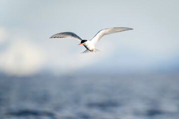 Antarctic tern hovers over water in sunshine