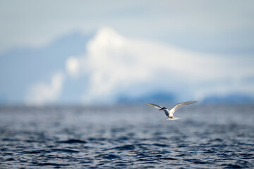 Antarctic tern hovers over ocean to fish