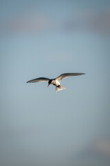 Antarctic tern hovers in clear blue sky