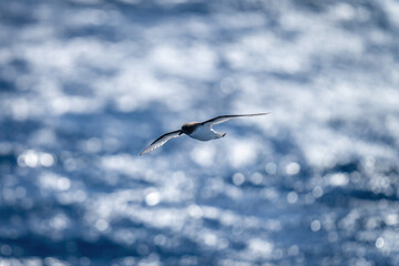 Backlit Antarctic petrel crosses sea in sunshine