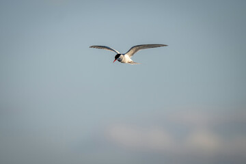 Fototapeta na wymiar Antarctic tern glides in clear blue sky