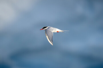 Antarctic tern passes iceberg with wings lowered