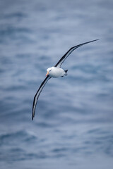 Black-browed albatross crosses ocean with diagonal wings