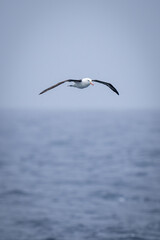 Fototapeta na wymiar Black-browed albatross glides over calm blue sea