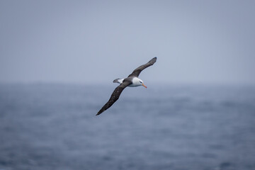Fototapeta na wymiar Black-browed albatross flies with wings spread diagonally